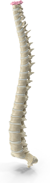 Chiromatrix 3d Spine Simulator Nerve Chart